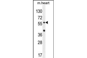 SP8 Antibody (C-term) (ABIN654756 and ABIN2844440) western blot analysis in mouse heart tissue lysates (35 μg/lane). (SP8 抗体  (C-Term))