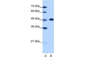 WB Suggested Anti-HNRPF Antibody Titration:  1. (HNRNPF 抗体  (C-Term))