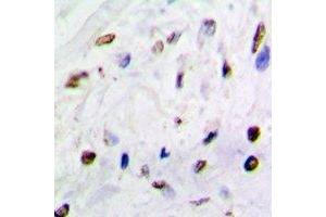 Immunohistochemical analysis of QKI staining in mouse brain formalin fixed paraffin embedded tissue section. (QKI 抗体)