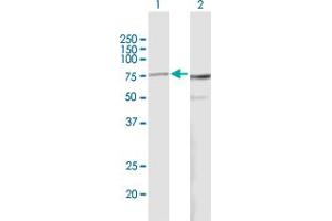Western Blot analysis of PES1 expression in transfected 293T cell line by PES1 MaxPab polyclonal antibody. (PES1 抗体  (AA 1-588))