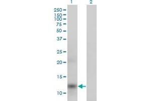 Western Blot analysis of APOA2 expression in transfected 293T cell line by APOA2 monoclonal antibody (M01), clone 4F3. (APOA2 抗体  (AA 1-100))