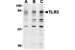 Western Blotting (WB) image for anti-Toll-Like Receptor 3 (TLR3) (N-Term) antibody (ABIN1031621) (TLR3 抗体  (N-Term))