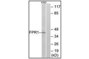 Western blot analysis of extracts from K562 cells, using FPR1 Antibody. (FPR1 抗体)