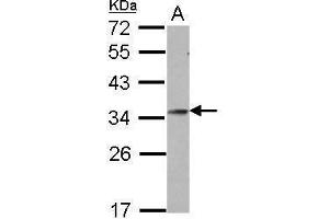 WB Image Sample (30 ug of whole cell lysate) A: U87-MG 12% SDS PAGE antibody diluted at 1:1000 (GSC 抗体)