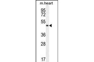 LRRC34 Antibody (Center) (ABIN654560 and ABIN2844267) western blot analysis in mouse heart tissue lysates (35 μg/lane). (LRRC34 抗体  (AA 154-182))
