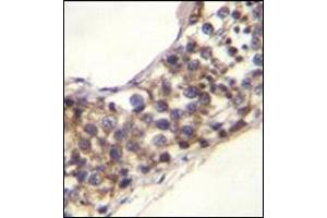 Formalin fixed, paraffin embedded human testis tissue stained with PNLDC1 Antibody (C-term) followed by peroxidase conjugation of the secondary antibody and DAB staining. (PNLDC1 抗体  (C-Term))