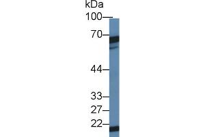 Western Blot; Sample: Mouse Testis lysate; Primary Ab: 1µg/ml Rabbit Anti-Mouse DKC Antibody Second Ab: 0. (DKC1 抗体  (AA 298-509))