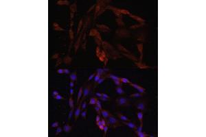 Immunofluorescence analysis of NIH/3T3 cells using OXA1L antibody. (OXA1L 抗体  (AA 396-495))