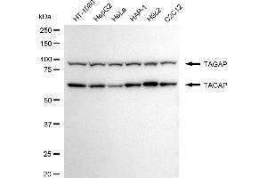Western blotting analysis using TAGAP antibody (ABIN7800499).