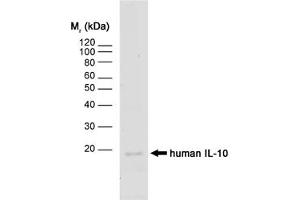 Image no. 1 for anti-Interleukin 10 (IL10) antibody (ABIN217691) (IL-10 抗体)