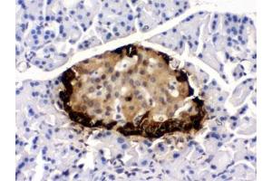 IHC testing of rat pancreas with GLP-1 antibody. (GLP-1 抗体)
