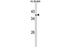 Western blot analysis of AP17436PU-N GPD1 Antibody (N-term) in Mouse brain tissue lysates (35 µg/lane).