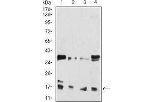 Western blot analysis using HIST2H3C(27Ac) mouse mAb against Hela (1), Lncap (2), Jurkat (3), and Jurkat (4) cell lysate. (Histone Cluster 2, H3c (HIST2H3C) (acLys27) 抗体)