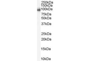 ABIN185516 (0. (KPNB1 抗体  (C-Term))