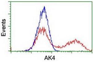 Image no. 1 for anti-Adenylate Kinase 4 (AK4) antibody (ABIN1496526) (AK4 抗体)