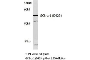 Western blot analysis of GCS-alpha-1 antibody in extracts from THP1 cells. (GUCY1A1 抗体)