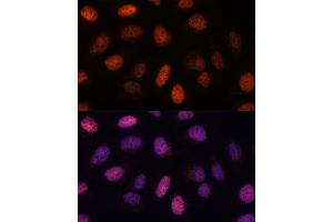 Immunofluorescence analysis of U-2 OS cells using RPP38 antibody (ABIN7269983) at dilution of 1:100. (RPP38 抗体  (AA 20-110))