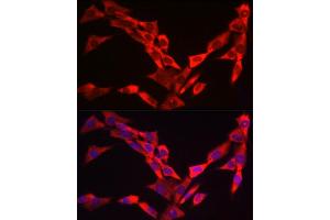 Immunofluorescence analysis of NIH/3T3 cells using WIF1 Rabbit pAb (ABIN6128927, ABIN6150218, ABIN6150220 and ABIN6221033) at dilution of 1:25 (40x lens). (WIF1 抗体  (AA 29-220))