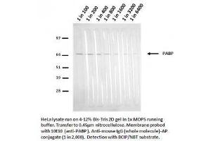 Image no. 2 for anti-Poly(A) Binding Protein, Cytoplasmic 1 (PABPC1) antibody (ABIN108538) (PABP 抗体)