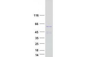 Western Blotting (WB) image for POU Class 3 Homeobox 2 (POU3F2) protein (Myc-DYKDDDDK Tag) (ABIN2729392)