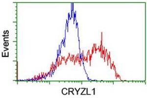 Image no. 1 for anti-Crystallin, Zeta, Homolog antibody (ABIN1497656) (CRYZL1 抗体)