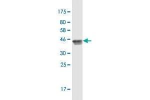 Western Blot detection against Immunogen (42. (RPL21P44 抗体  (AA 1-136))