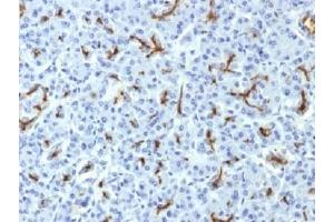 IHC testing of FFPE human pancreas with CFTR antibody (clone CFTR/1643). (CFTR / Cystic Fibrosis Transmembrane Regulator (AA 258-385) 抗体)