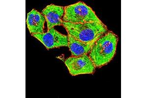 Immunofluorescence analysis of Hela cells using BAG1 mouse mAb (green). (BAG1 抗体  (AA 219-346))