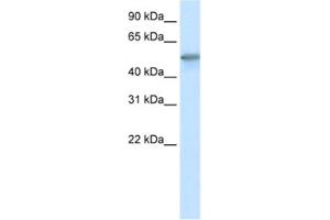Western Blotting (WB) image for anti-Forkhead Box O3 (FOXO3) antibody (ABIN2461632) (FOXO3 抗体)