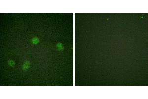 P-peptide - +Immunofluorescence analysis of HeLa cells, using Raf1 (Phospho-Ser621) antibody. (RAF1 抗体  (pSer621))