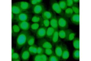 Immunofluorescence (IF) image for anti-RAN, Member RAS Oncogene Family (RAN) antibody (ABIN1449197) (RAN 抗体)