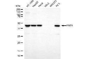 Western blotting analysis using FNTB antibody (ABIN7798573). (Recombinant FNTB 抗体)