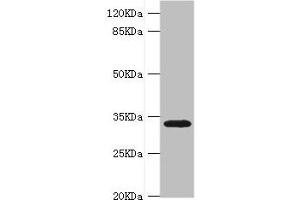 Western blot All lanes: HMGCL antibody at 0. (HMGCL 抗体  (AA 1-325))