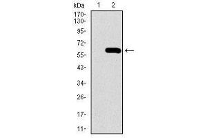 Image no. 1 for anti-Secreted phosphoprotein 1 (SPP1) antibody (ABIN1491004) (Osteopontin 抗体)