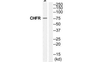 Western Blotting (WB) image for anti-Checkpoint with Forkhead and Ring Finger Domains (CHFR) (Internal Region) antibody (ABIN1852612) (CHFR 抗体  (Internal Region))