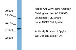WB Suggested Anti-XPNPEP3  Antibody Titration: 0.