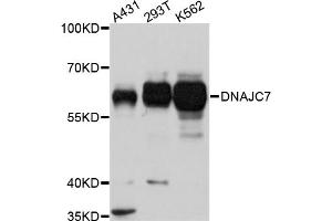 Western blot analysis of extracts of various cell lines, using DNAJC7 antibody (ABIN5975361) at 1/1000 dilution. (DNAJC7 抗体)