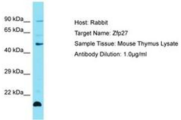 Zinc Finger Protein 27 (ZFP27) (AA 251-300) 抗体