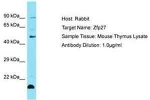 Image no. 1 for anti-Zinc Finger Protein 27 (ZFP27) (AA 251-300) antibody (ABIN6750244)