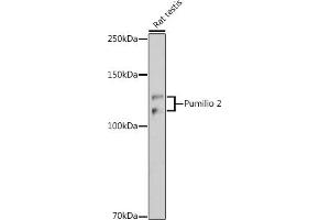 Western blot analysis of extracts of Rat testis, using Pumilio 2 antibody (ABIN7269747) at 1:1000 dilution. (PUM2 抗体)