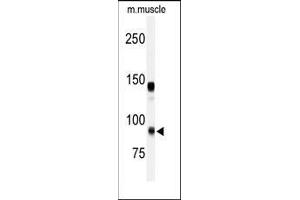 Western blot analysis of anti-ADAMTS5 Antibody (Center) in mouse muscle tissue lysates (35ug/lane). (ADAMTS5 抗体  (Middle Region))
