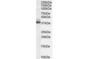 ABIN184983 staining (1 ug/ml) of Human Brain lysate (RIPA buffer, 35 ug total protein per lane). (TRIM5 抗体  (N-Term))