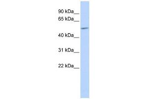 GJA9 antibody used at 1 ug/ml to detect target protein. (GJA9 抗体  (Middle Region))