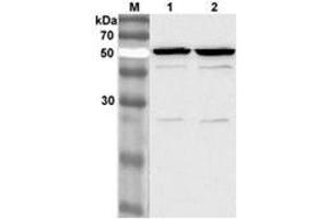 Western Blotting (WB) image for anti-Nicotinamide phosphoribosyltransferase (NAMPT) antibody (Biotin) (ABIN1169029)