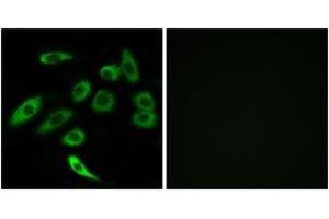 Immunofluorescence analysis of A549 cells, using TAS2R3 Antibody. (TAS2R3 抗体  (AA 140-189))
