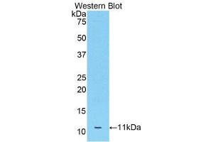 Western Blotting (WB) image for anti-Apolipoprotein C-III (APOC3) (AA 21-101) antibody (ABIN1175180) (APOC3 抗体  (AA 21-101))