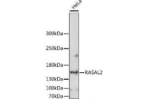 Western blot analysis of extracts of HeLa cells using RASAL2 Polyclonal Antibody at dilution of 1:1000. (RASAL2 抗体)