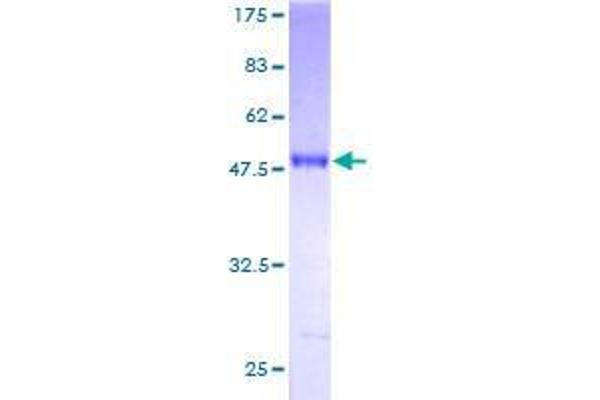 RAB24 Protein (AA 1-203) (GST tag)