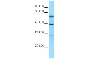 WB Suggested Anti-ALLC Antibody Titration: 1.