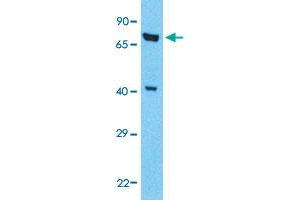 Western Blot analysis of HeLa cell lysate with KLF2 polyclonal antibody  at 1 ug/mL working concentration.